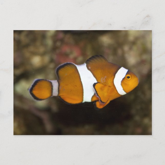 Ocellaris Clownfish Postkarte (Vorderseite)