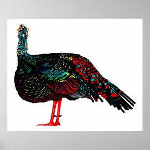 Ocelled Turkey Poster