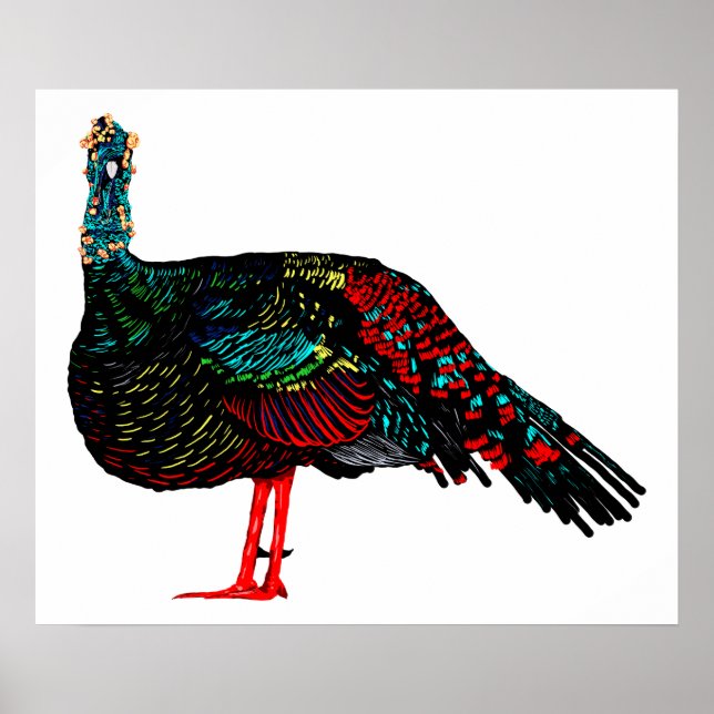 Ocelled Turkey Poster (Vorne)
