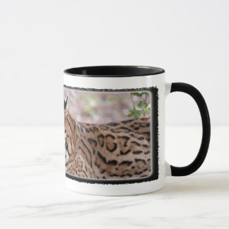 Ocelot 01 TASSE
