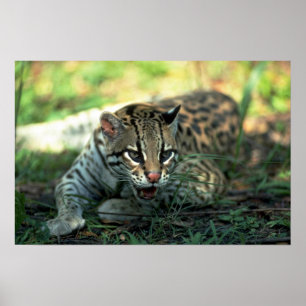 Ocelot, der sich hinlegt poster
