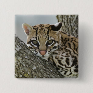Ocelot, Felis pardalis, gefangen, weiblich ruhen 2 Button