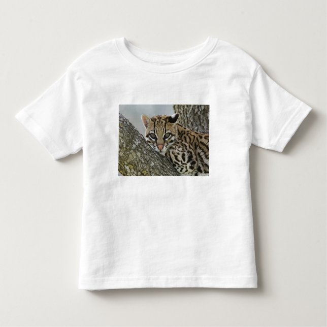 Ocelot, Felis pardalis, gefangen, weiblich ruhen 2 Kleinkind T-shirt (Vorderseite)