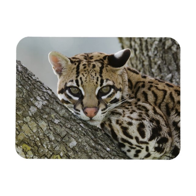 Ocelot, Felis pardalis, gefangen, weiblich ruhen 2 Magnet (Horizontal)