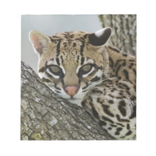 Ocelot, Felis pardalis, gefangen, weiblich ruhen 2 Notizblock