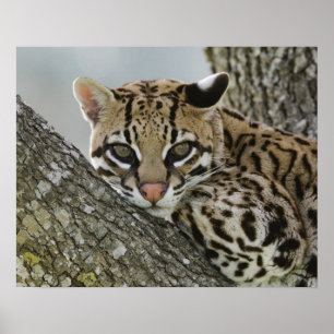 Ocelot, Felis pardalis, gefangen, weiblich ruhen 2 Poster