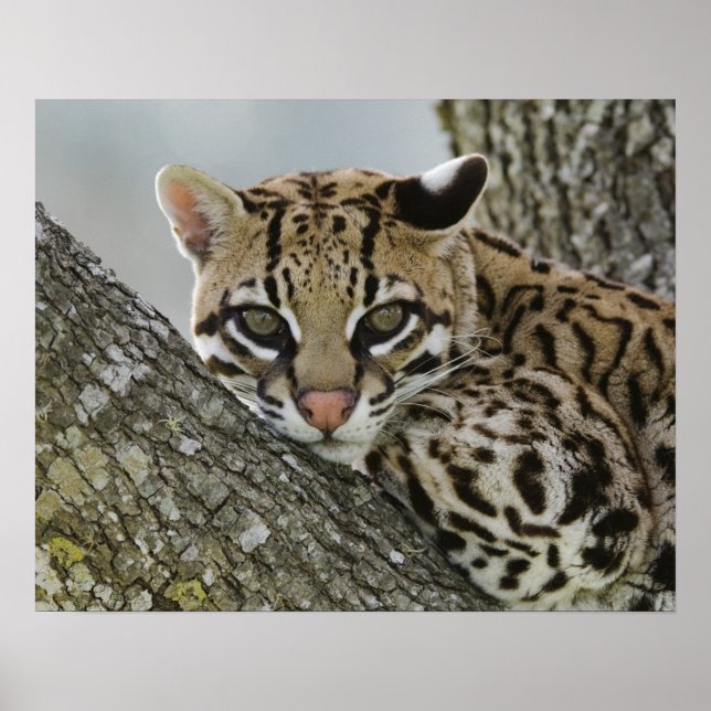 Ocelot, Felis pardalis, gefangen, weiblich ruhen 2 Poster (Vorne)