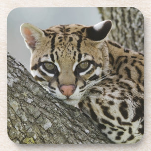 Ocelot, Felis pardalis, gefangen, weiblich ruhen 2 Untersetzer