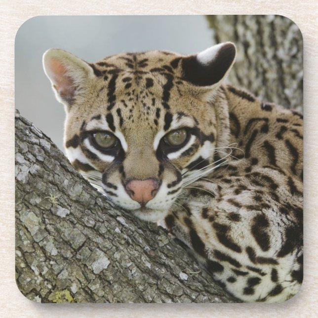 Ocelot, Felis pardalis, gefangen, weiblich ruhen 2 Untersetzer (Vorderseite)