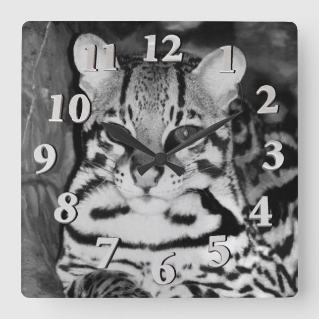 Ocelot in der Ruhe Quadratische Wanduhr (Vorderseite)