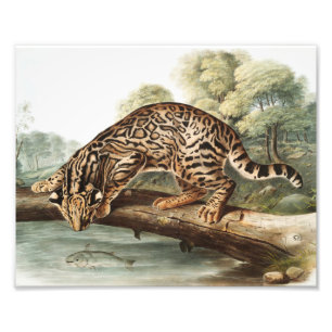 Ocelot, Leopard Cat (Felis pardalis) Illustration Fotodruck