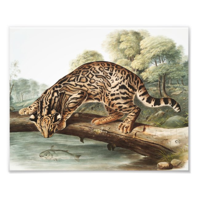 Ocelot, Leopard Cat (Felis pardalis) Illustration Fotodruck (Vorne)