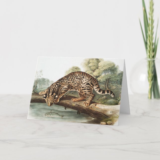 Ocelot, Leopard Cat (Felis pardalis) Illustration Karte (Vorderseite)