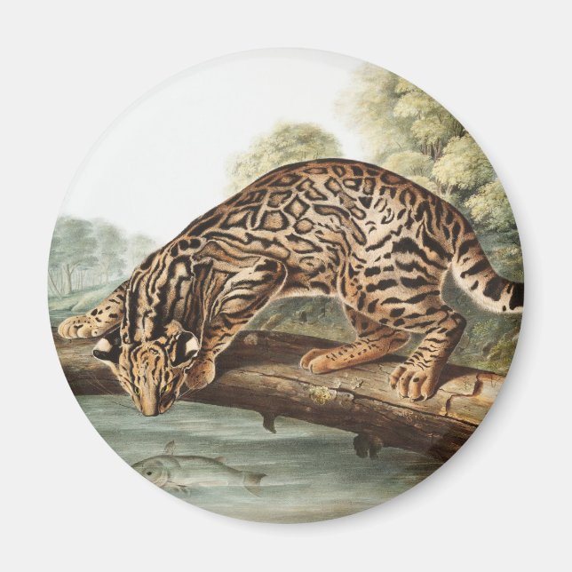 Ocelot, Leopard Cat (Felis pardalis) Illustration Magnet (Vorne)