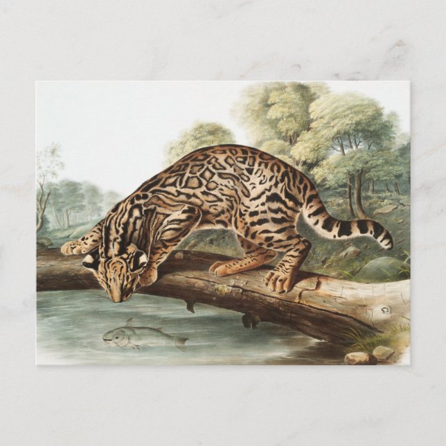 Ocelot, Leopard Cat (Felis pardalis) Illustration Postkarte (Vorderseite)