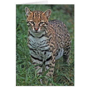OCELOT Leopardus pardalis) ZENTRALAMERIKA