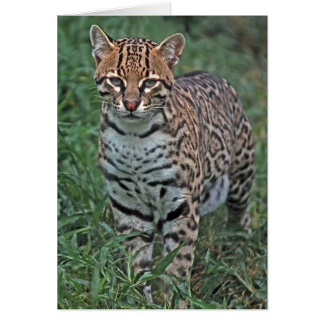 OCELOT Leopardus pardalis) ZENTRALAMERIKA (Vorne)