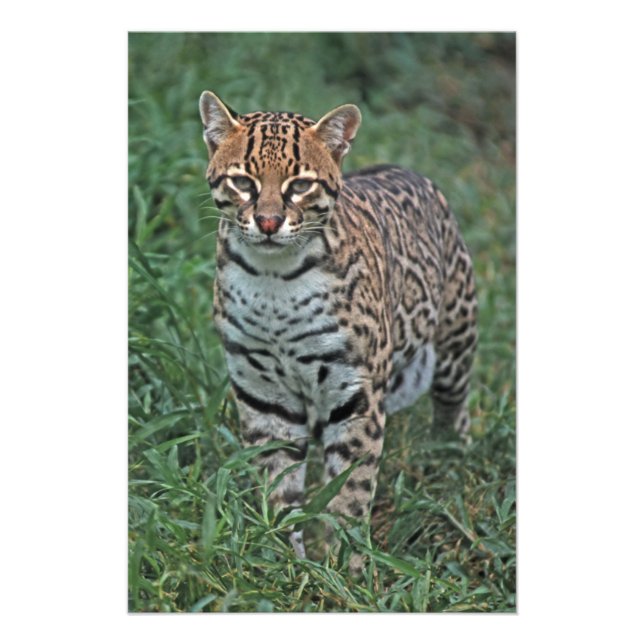 OCELOT Leopardus pardalis) ZENTRALAMERIKA Fotodruck (Vorne)