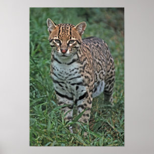 OCELOT Leopardus pardalis) ZENTRALAMERIKA Poster