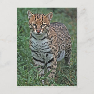 OCELOT Leopardus pardalis) ZENTRALAMERIKA Postkarte