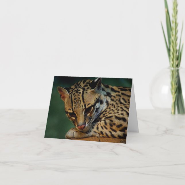 Ocelot notecard karte (Vorderseite)