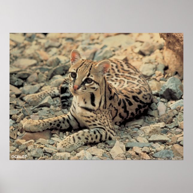 Ocelot Poster (Vorne)