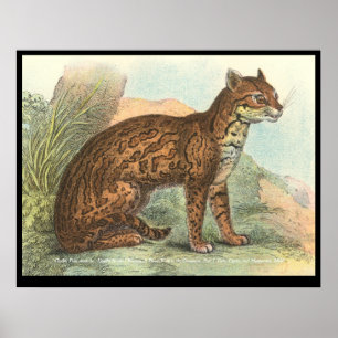 Ocelot Poster