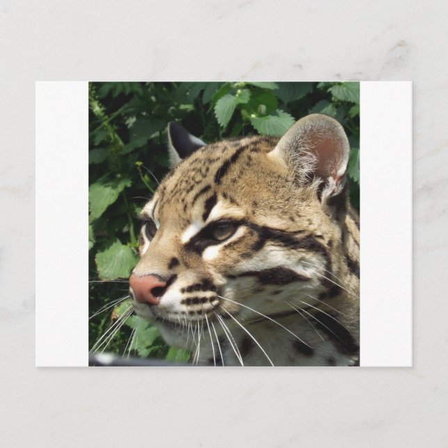 Ocelot Postkarte (Vorderseite)