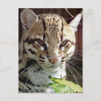 Ocelot Postkarte