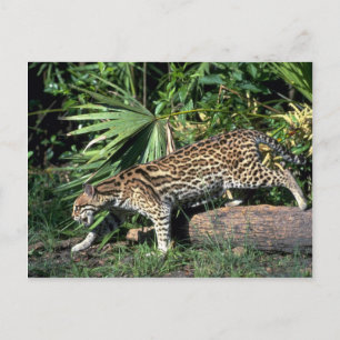 Ocelot Postkarte