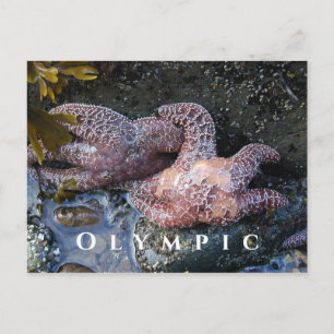 Ochre Sea Stars, Tide Pool, Olympischer Nationalpa Postkarte