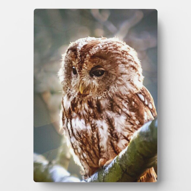 Ochse Fotoplatte (Vorderseite)