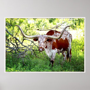 Ochse Texas Longhorn Poster