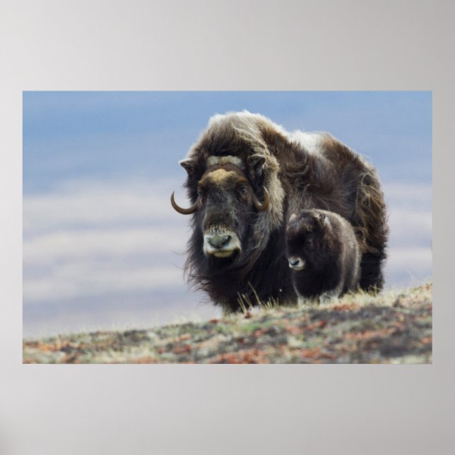Ochsen mit Kalb Poster (Vorne)