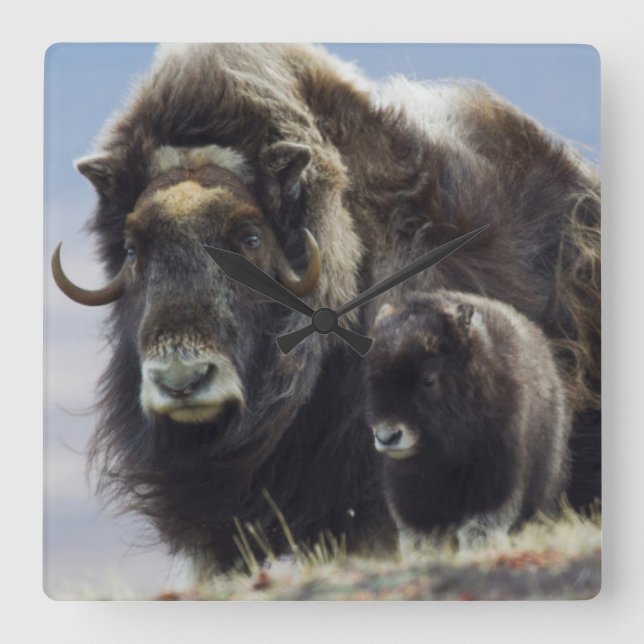 Ochsen mit Kalb Quadratische Wanduhr (Vorderseite)
