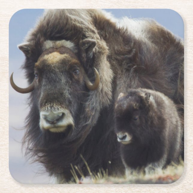 Ochsen mit Kalb Rechteckiger Pappuntersetzer (Vorderseite)
