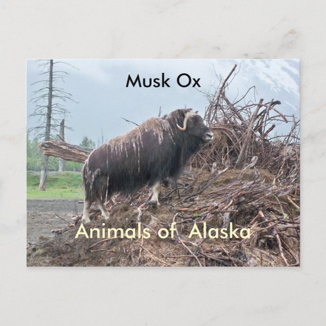 Ochsen von Alaska Postkarte (Vorderseite)