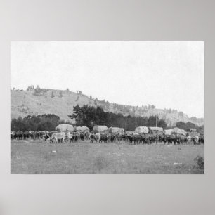 Ochsen-Züge zwischen Sturgis und Ballast Photograp Poster