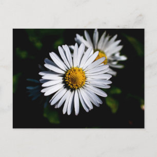 Ochsenblüte Postkarte