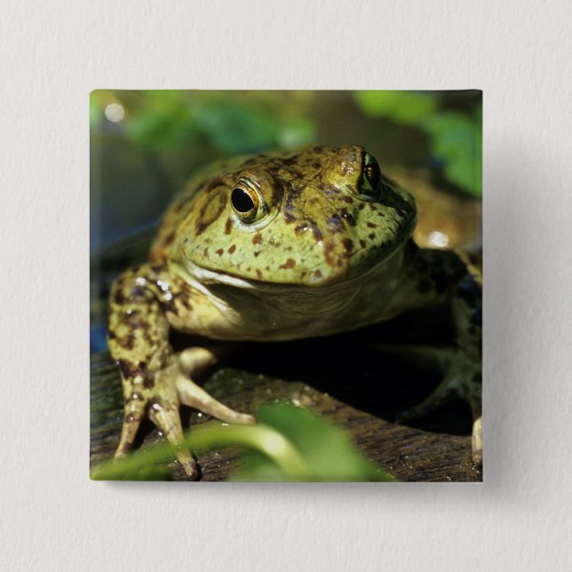 Ochsenfrosch. Button (Vorderseite)