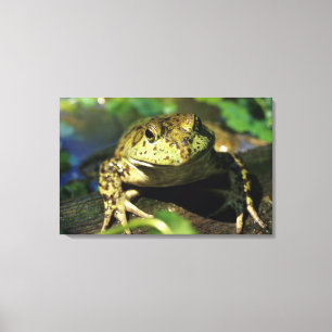 Ochsenfrosch. Leinwanddruck