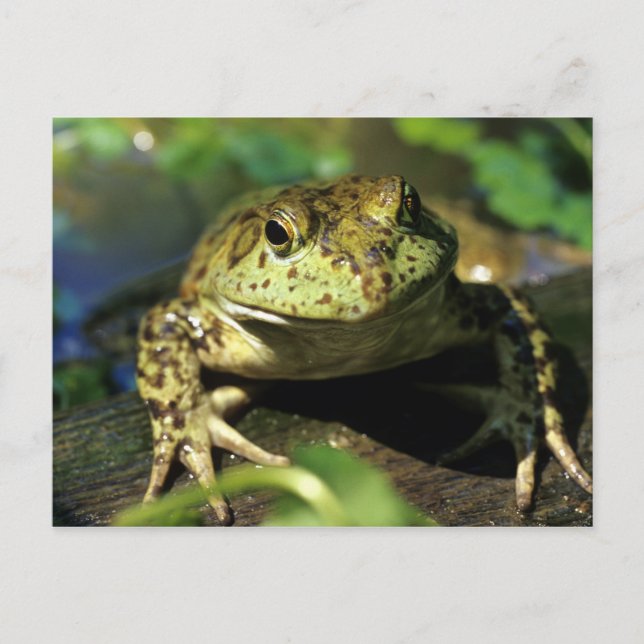 Ochsenfrosch. Postkarte (Vorderseite)