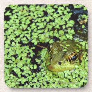 Ochsenfrosch (Pyxicephalus adspersus) in der Untersetzer