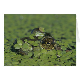 Ochsenfrosch, Rana catesbeiana, erwachsen in Enten