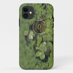 Ochsenfrosch, Rana catesbeiana, erwachsen in Wasse iPhone 11 Hülle