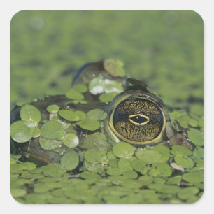 Ochsenfrosch, Rana catesbeiana, erwachsen in Wasse Quadratischer Aufkleber