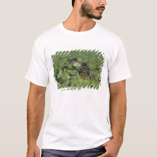 Ochsenfrosch, Rana catesbeiana, erwachsen in Wasse T-Shirt