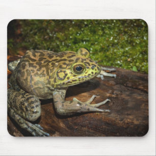Ochsenfrosch, Rana catesbeiana Mousepad