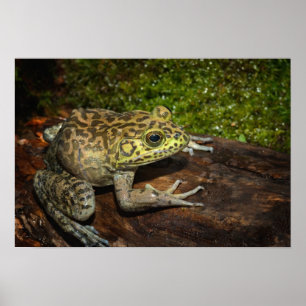 Ochsenfrosch, Rana catesbeiana Poster