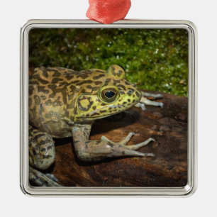 Ochsenfrosch, Rana catesbeiana Silbernes Ornament